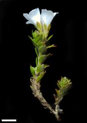 Veronica trifida. Sprig. Scale = 10 mm.
 Image: P.J. Garnock-Jones © Te Papa CC-BY-NC 3.0 NZ